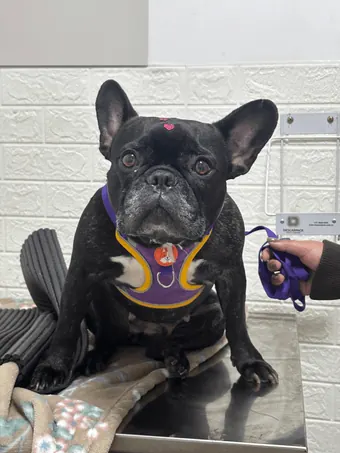 Buldogue francês com peitoral roxo na mesa de atendimento