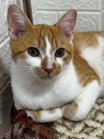 Gato laranja e branco deitado, tranquilo, depois do atendimento
